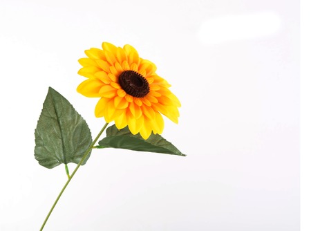 Sunflower. Close-up. Isolatedの写真素材