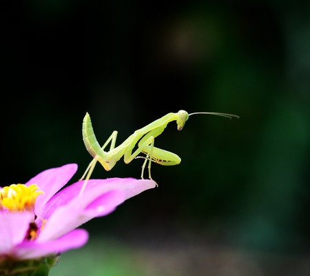 boxing grasshopper in forest