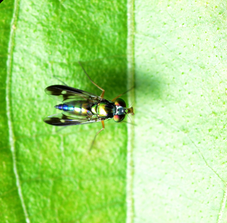 insect fly macro on green leaf