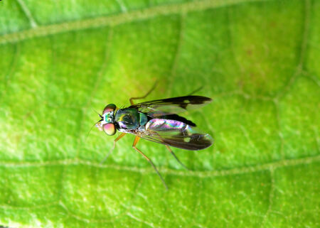 insect fly macro on green leaf