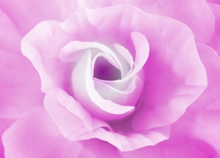 sweet color close-up roses in soft style backgroundの写真素材