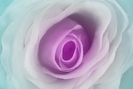 sweet color close-up roses in soft style backgroundの写真素材
