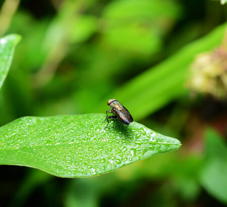insect fly macro on green leaf