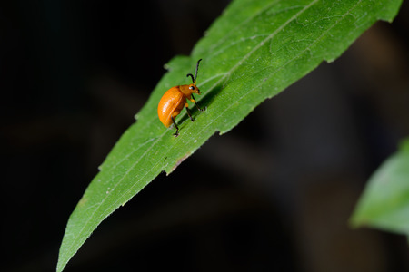 orange beetle on green leaf.