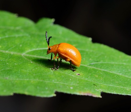 orange beetle on green leaf.の写真素材