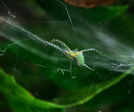 Cross Spiderの写真素材