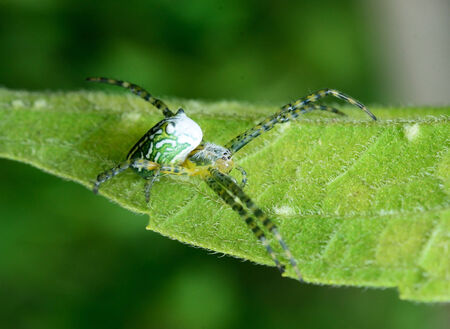 spider on leafの写真素材