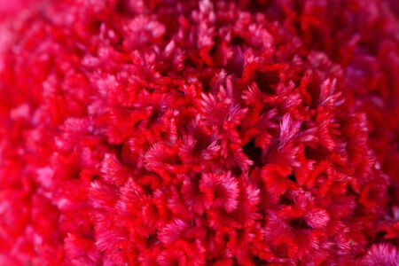 close-up Cockscomb flower
