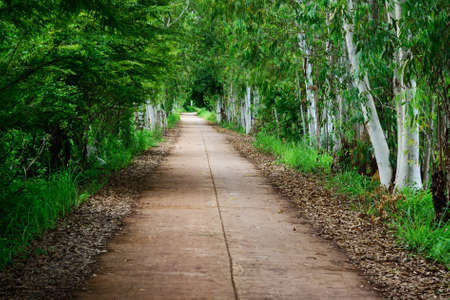 green tree Empty road