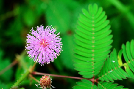 Beautiful blooming pink flower of sensitive plant in forestの写真素材