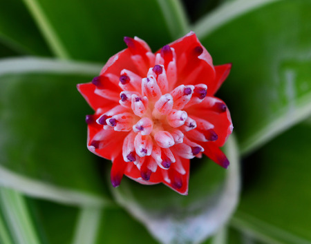 close up of Pineapple flowersの写真素材