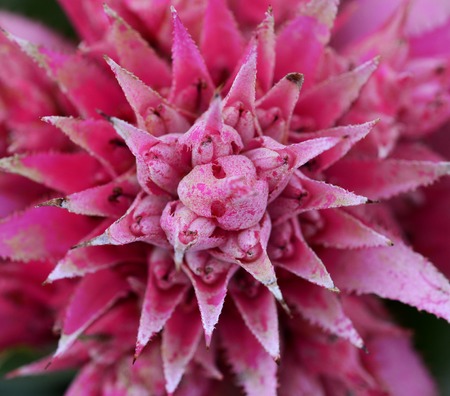 close up of Pineapple flowersの写真素材
