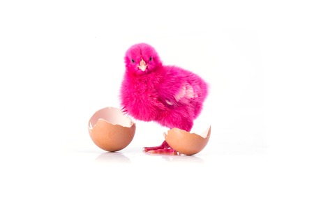 cute Little Pink chicken with cracked egg, Chicken concept