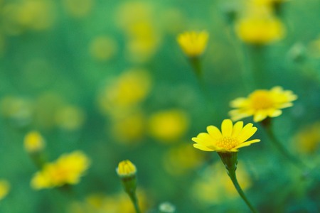 beautiful vintage flowers soft focus background
