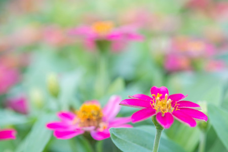 beautiful pink  flowers soft focus backgroundの写真素材