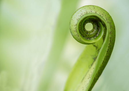 Exotic tropical shoots leaf curve shapesの写真素材
