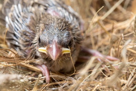 Baby bird hungry in the Bird Nestの写真素材