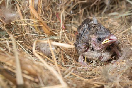 Baby bird hungry in the Bird Nestの写真素材