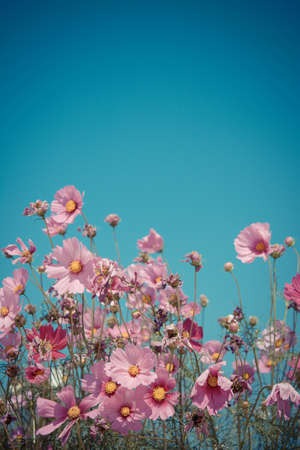 pink flower with blue skyの写真素材