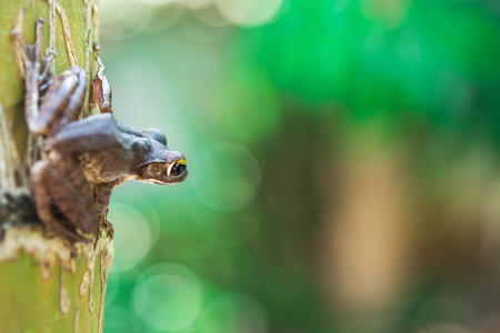 Common tree frog Polypedates leucomystax in terrariumの写真素材