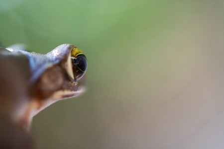 Common tree frog Polypedates leucomystax in terrarium