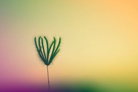 flower Grass blowing in the wind motion blur sky backgroundの写真素材