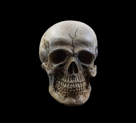 human skull on isolated black backgroundの写真素材