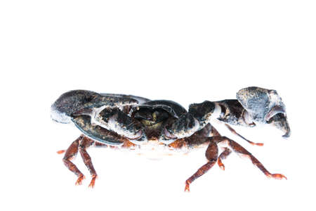 Scorpion isolated on whiteの写真素材