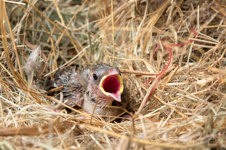 Baby bird hungry in the Bird Nestの写真素材