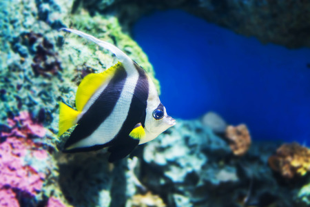 Tropical fish Pennant coralfish or coachman,Moorish idol fishの写真素材