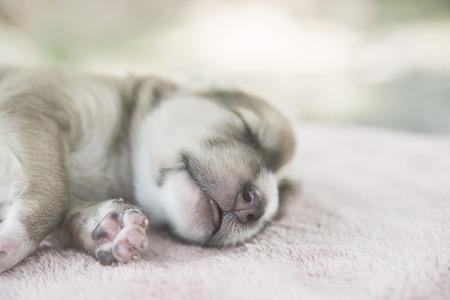 Adorable Small Puppy Relaxing on bed.の写真素材