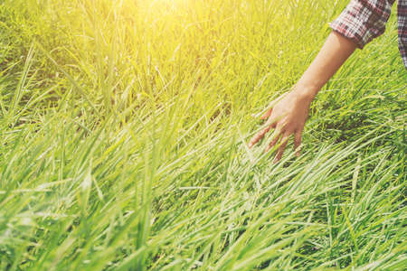 Woman hands touching the grass on the green meadows.の写真素材