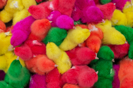 Colorful of cute little baby chicken against white background.の写真素材