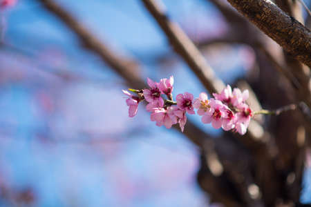 Cherry blossom , Pink spring blossom background for Easter conceptの写真素材