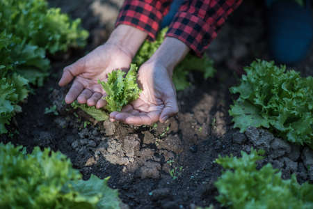 Two hands of woman carefully planting seedlings of salad in fertile soil in bigger pot.の写真素材