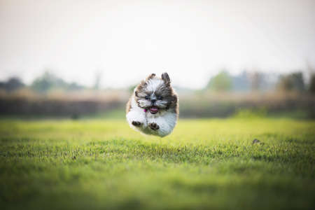 puppy jumping running on green meadow. Happy natural background pet.の写真素材