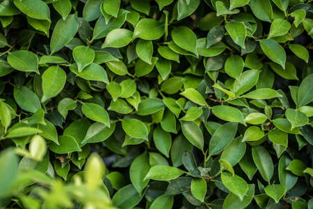 green leaf backgroundの写真素材
