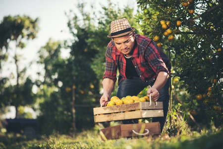 Farmer man harvesting oranges in an orange tree fieldの写真素材