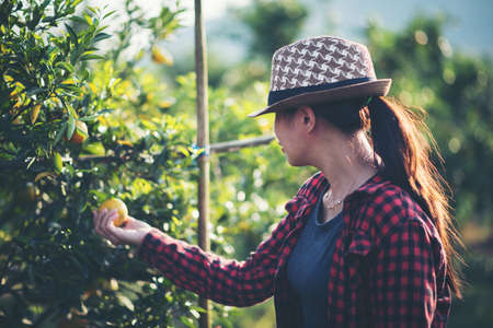 Young farmer  holding sweet orange trees in hands. Farmer gathering autumn orange harvest from green farm.の写真素材