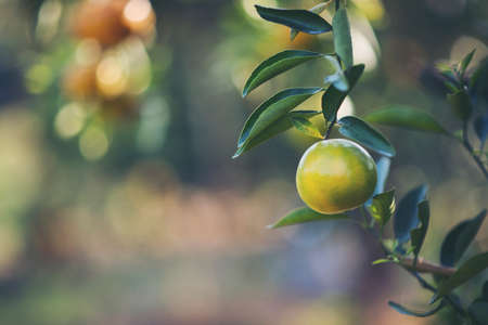 Orange gardenの写真素材
