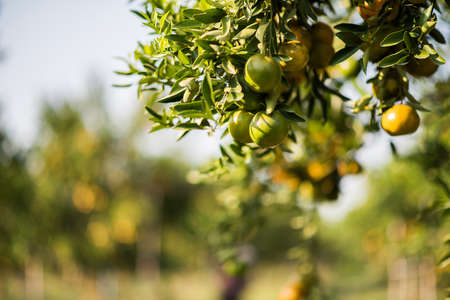 Orange gardenの写真素材