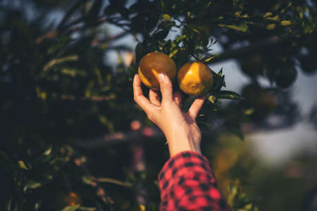 Fresh Orange placed on hand in the gardenの写真素材