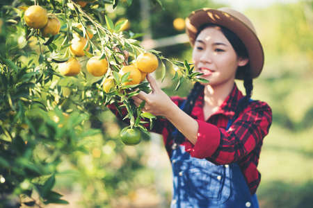 Young farmer  holding sweet orange trees in hands. Farmer gathering autumn orange harvest from green...