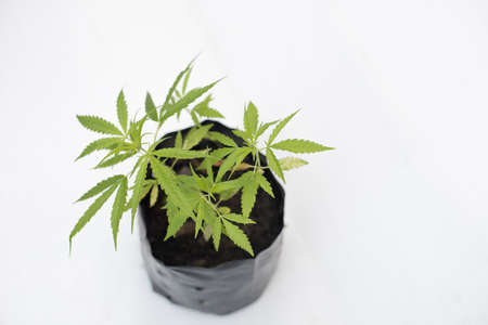 cannabis plant in a pot on a white background, top view. Leaves of marijuanaの写真素材