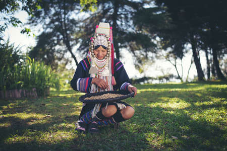 Akha using a winnowing basket separating arabica coffee from shell, Akha in the north of Thailand enjoying with job, Akha was separating coffee from shell by bamboo basket with traditional cloth.の写真素材