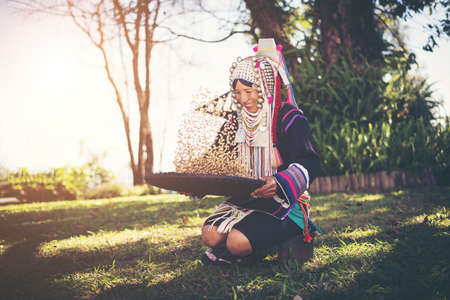Akha using a winnowing basket separating arabica coffee from shell, Akha in the north of Thailand enjoying with job, Akha was separating coffee from shell by bamboo basket with traditional cloth.の写真素材