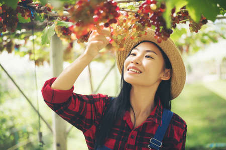 Young Woman harvesting grapes in vineyard during harvest season,の写真素材