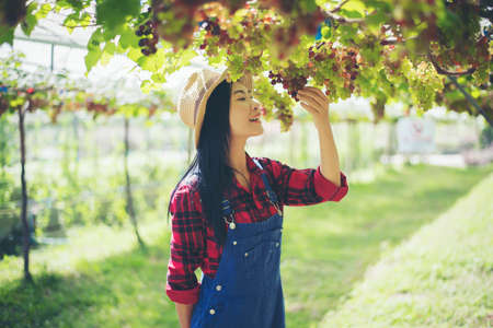Young Woman harvesting grapes in vineyard during harvest season,の写真素材