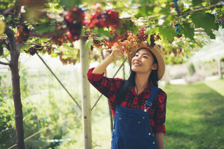 Young Woman harvesting grapes in vineyard during harvest season,の写真素材