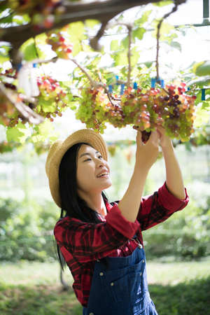 Young Woman harvesting grapes in vineyard during harvest season,の写真素材